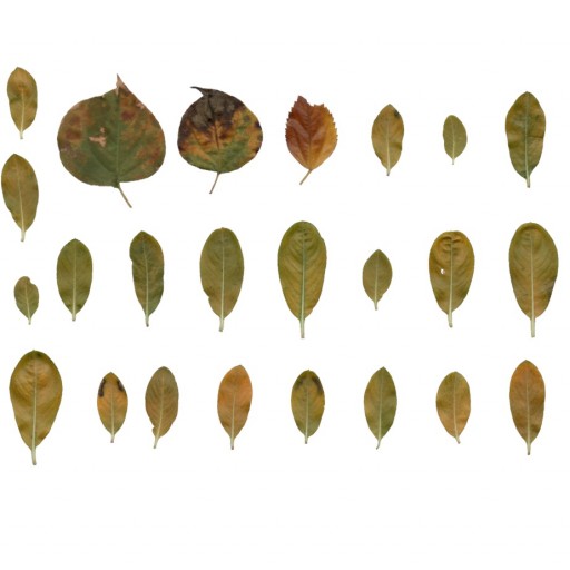 @utumn 2017 – Textures Vol – VI (Vinka Plant Leaves)						 Free 3D Model