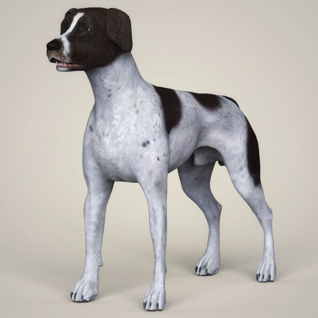 Realistic German Shorthaired Dog 3D Model