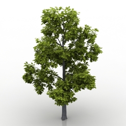 Tree 3D Model