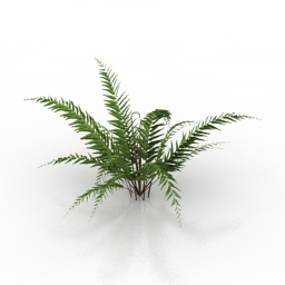 Fern 3D Model