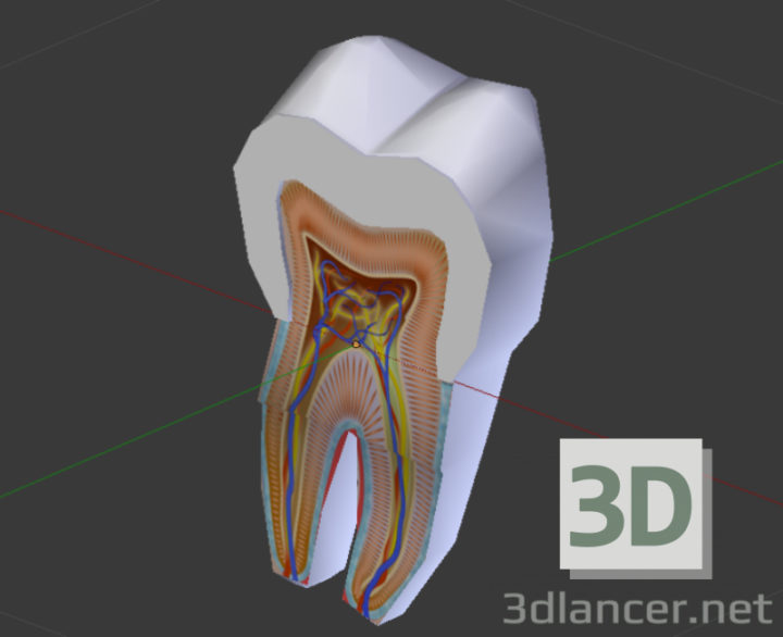 3D-Model 
Tooth Structure