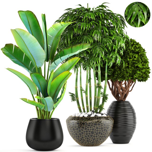 Collection of tropical plants 3D Model