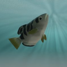Rigged Archer Fish						 Free 3D Model