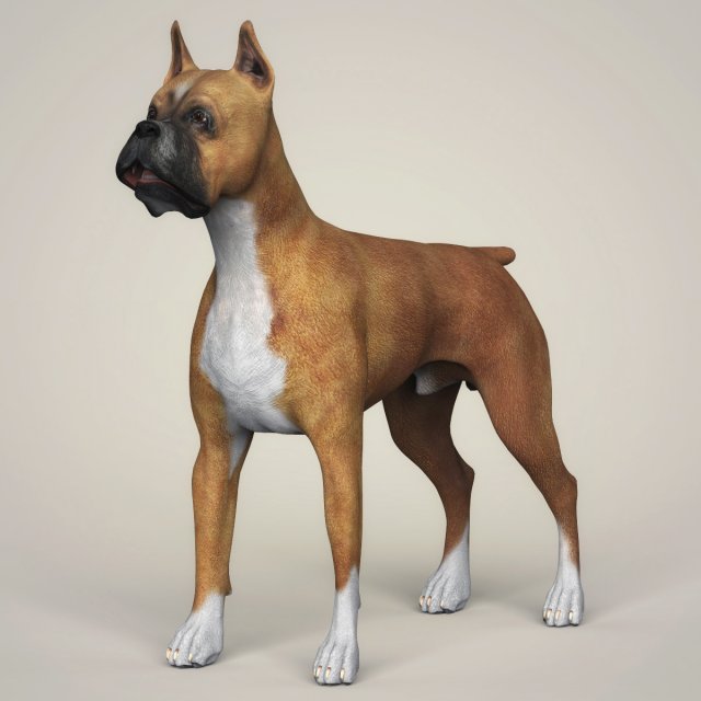 Realistic Boxer Dog 3D Model