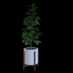Ficus Elastica 2171229 3D Model