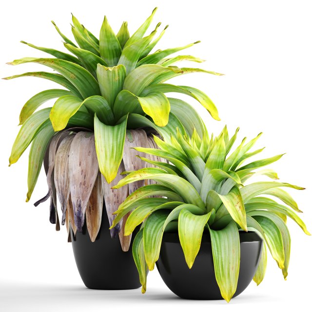 Tropical plant shrubs 3D Model