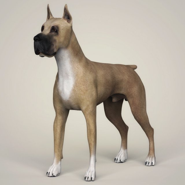 Realistic Great Dane Dog 3D Model