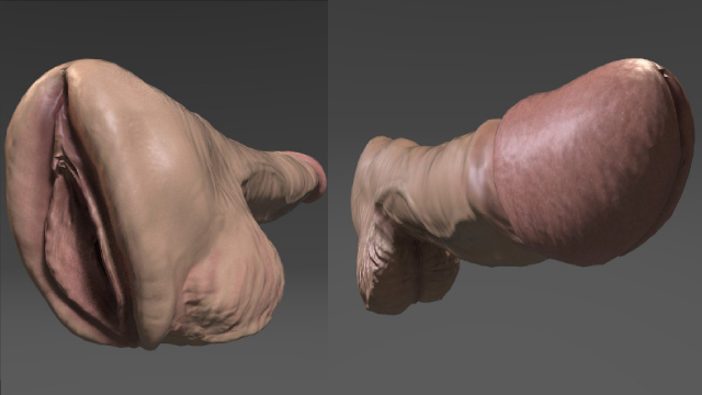 Vagina penis 3D Model