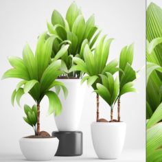 Young coconut tree 3D Model