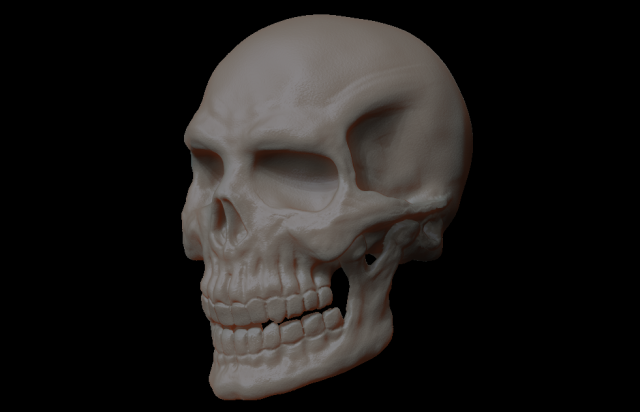 Skull of skeleton 3D Model
