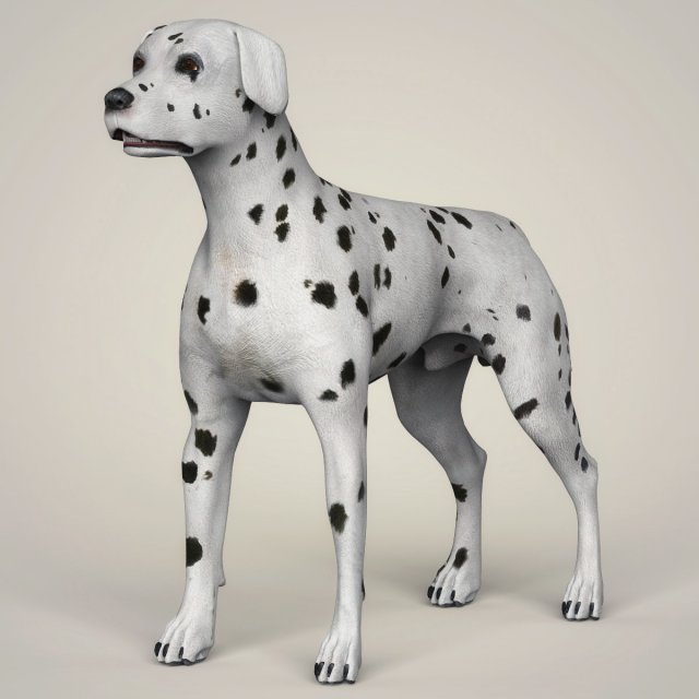 Realistic Dalmation Dog 3D Model