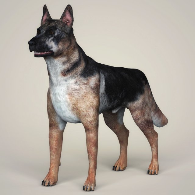 Realistic German Shepherd Dog 3D Model