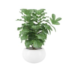 Plants 04 3D Model