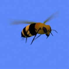 Bee						 Free 3D Model