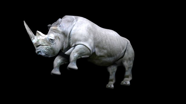 A rhino 3D Model