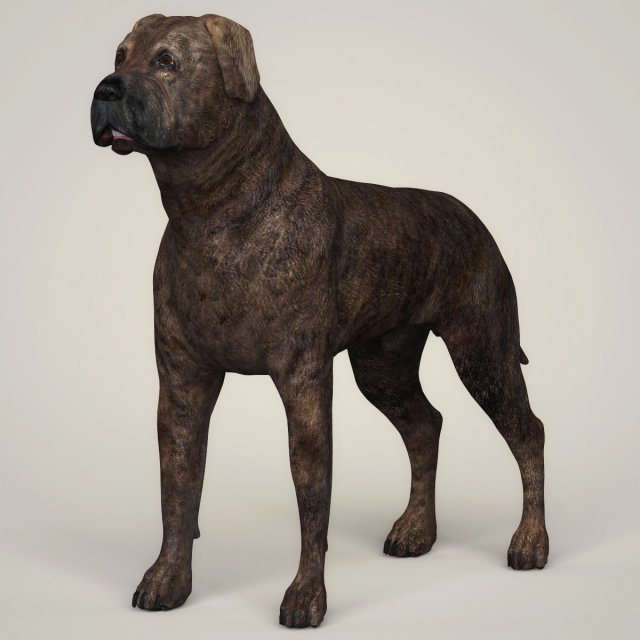 Realistic Mastiff Dog 3D Model