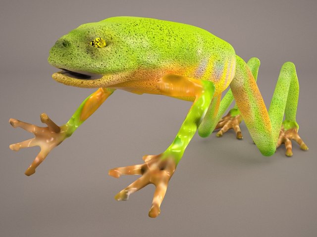 Frog 1 3D Model