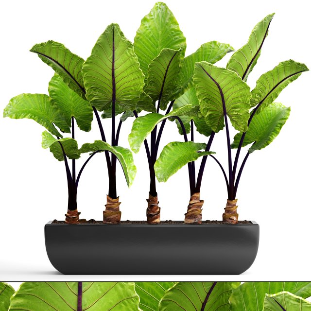 Alocasia macrorrhiza 3D Model