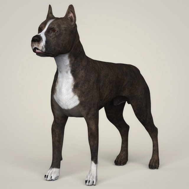 Realistic American Staffordshire Dog 3D Model