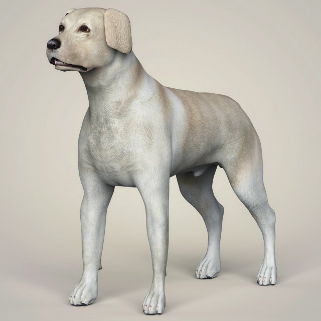 Realistic Labrador Dog 3D Model