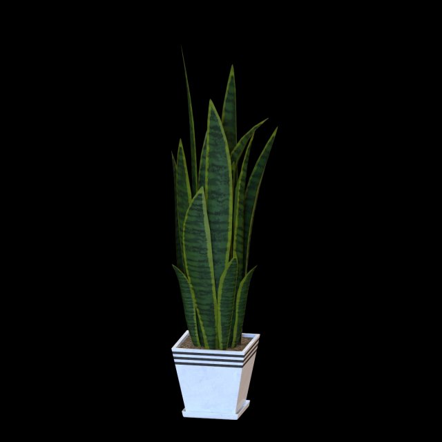 Sansevieria171226 3D Model