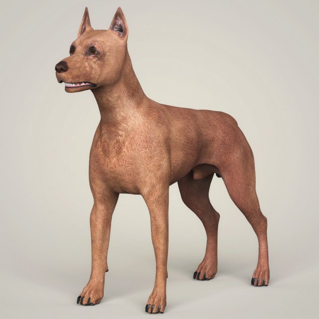 Realistic Miniature Pinscher Dog 3D Model