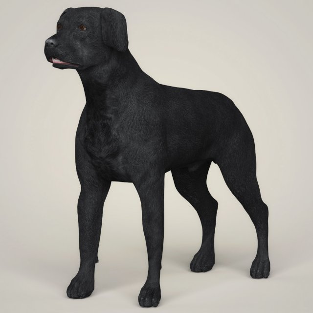 Realistic Black Labrador Dog 3D Model