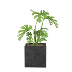 Plants 03 3D Model