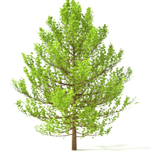 high poly Tree						 Free 3D Model