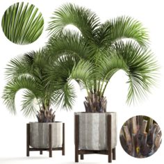 Collection palms Butia capitata 3D Model