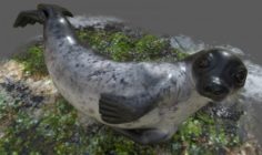 Common Seal Rigged 3D Model