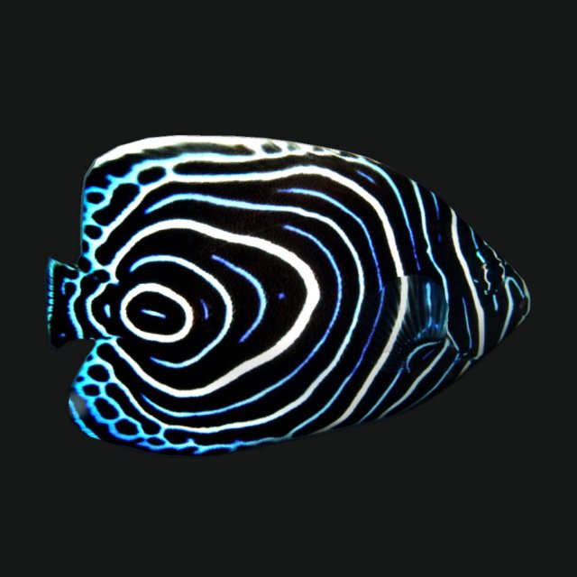 Juv Emperor Fish 3D Model