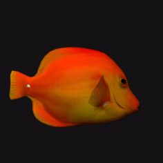Gold Cheek Butterfly Fish 3D Model