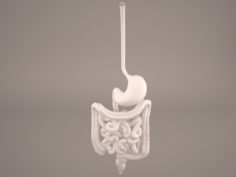 Digestive 3D Model