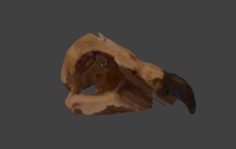 Eagle Skull 3D Model