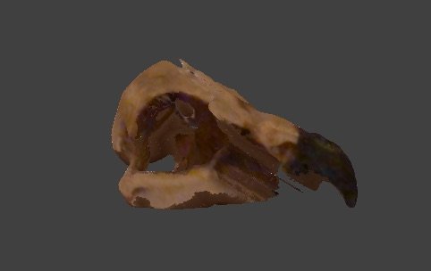 Eagle Skull 3D Model