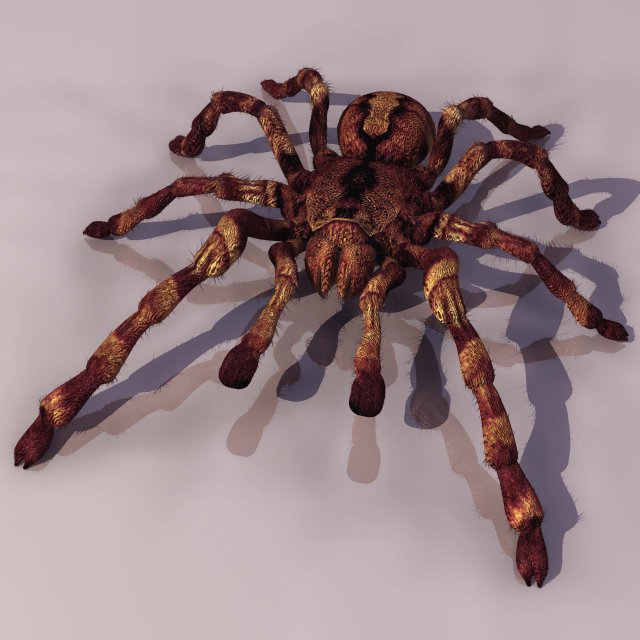 Spider Tarantula Free 3D Model