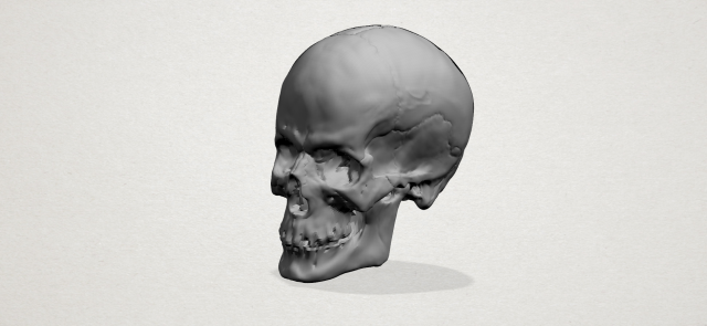 Skull 3D Model