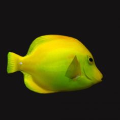 Cheek Butterfly fish Yellow 3D Model