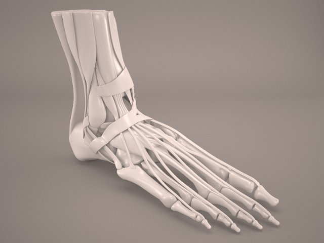 Foot Skeleton 3D Model