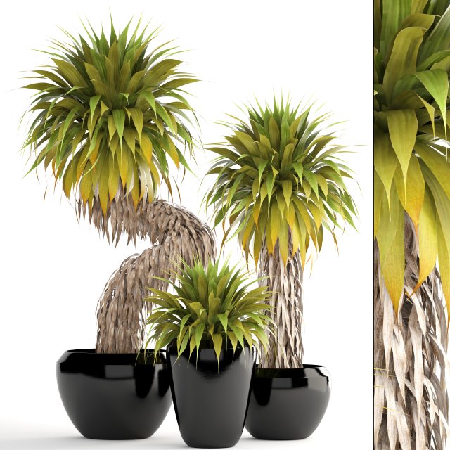 Collection of tropical plants Yucca 3D Model