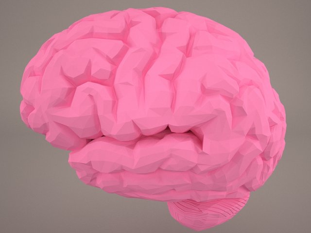 Brain 3D Model