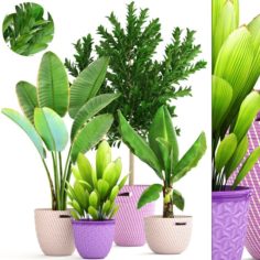 Plant collection 3D Model