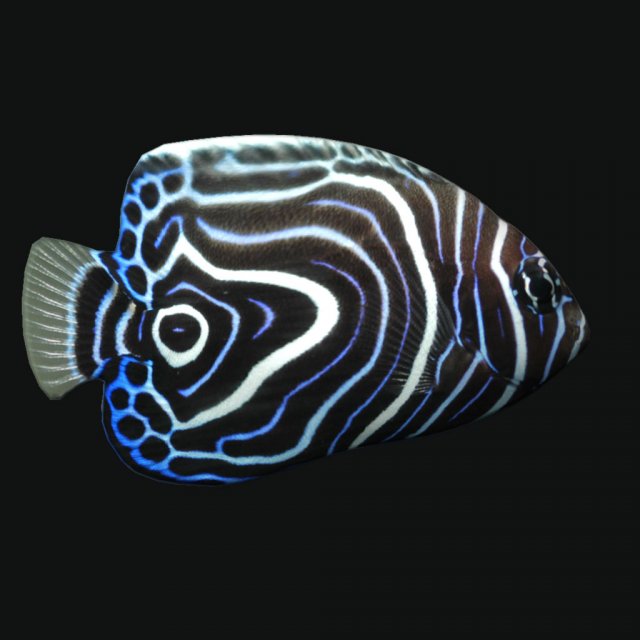Juvem Fish 3D Model