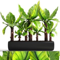 Tropical plant Typhonodorum lindleyanum 3D Model