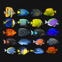 Fish Megapack Collection 3D Model