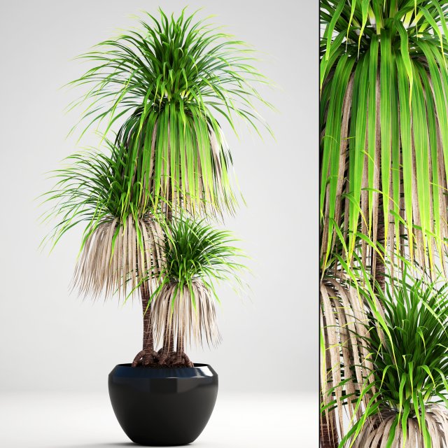 Dracaena palm 3D Model