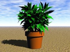Plant 01 Free 3D Model