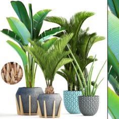Collection of tropical plants 3D Model
