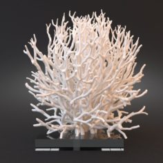White Coral Specimen on Lucite Stand 3D Model